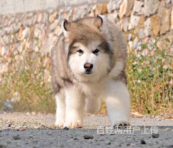 出售頂級熊版巨型阿拉斯加 賽級阿拉斯加犬多少錢