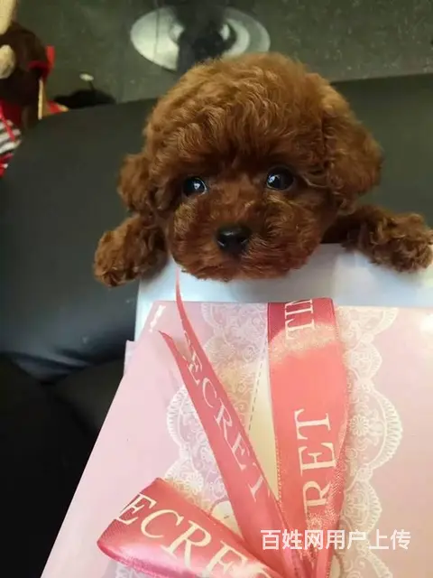 韩版茶杯泰迪熊幼犬出售 保纯保质保健康 可送货 - 图片 1