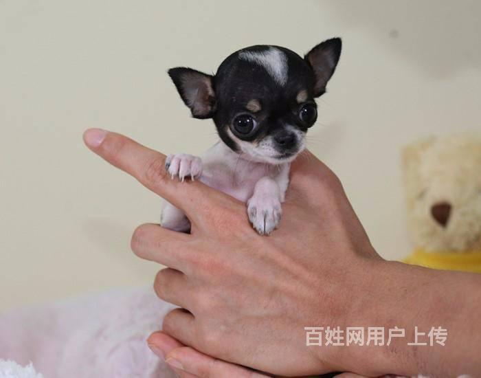 吉娃娃好养吗,吉娃娃能长多大 茶杯体吉娃娃