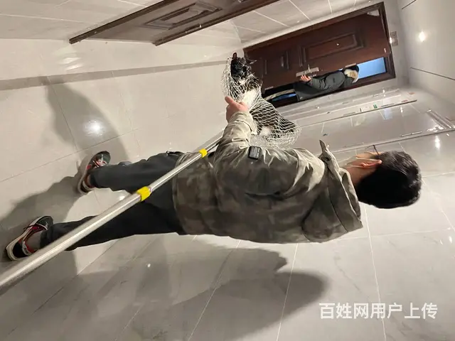 猫在楼层里跑丢了怎么找洛阳专业找猫团队分享找猫方法 - 图片 7