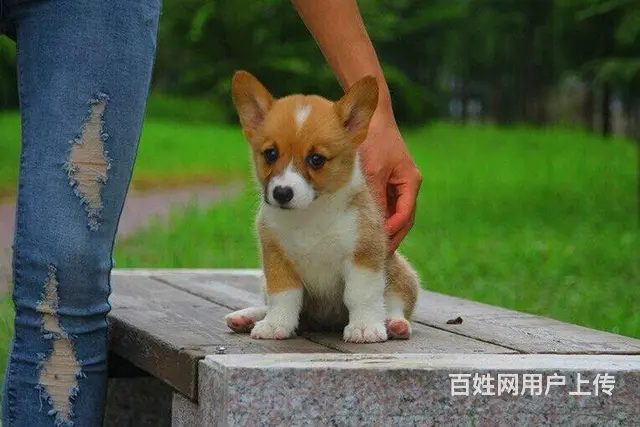 吕梁地区纯种威尔士柯基幼犬 健康有保障 可签协议可 - 图片 5