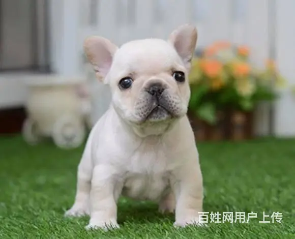 赛级法牛 血统法国斗牛犬幼犬 可签协议 品相极好 - 图片 7