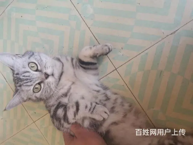 美国银虎斑 - 图片 2