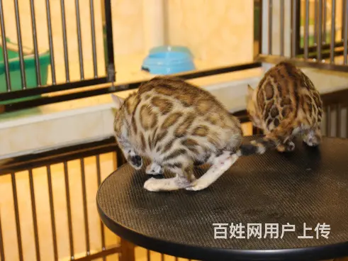 常州本地繁殖孟加拉豹猫猫血统纯正品质到位可上门 - 图片 7