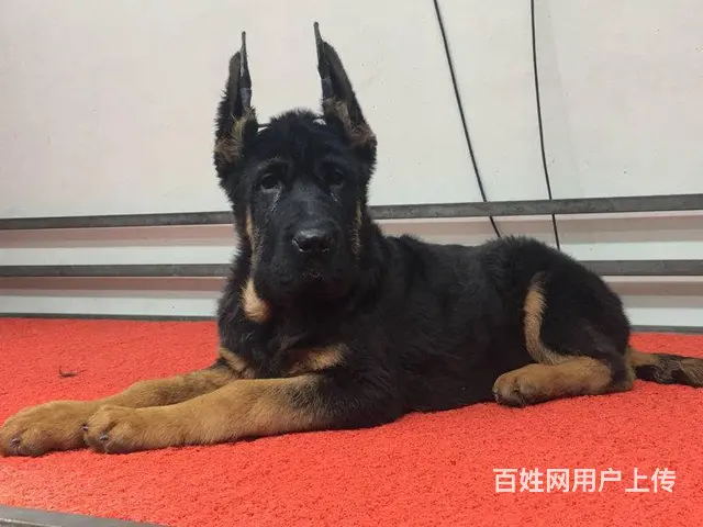 锤系德牧 大头版大骨量黑脸大塞皮 锤系德牧价格 - 图片 1