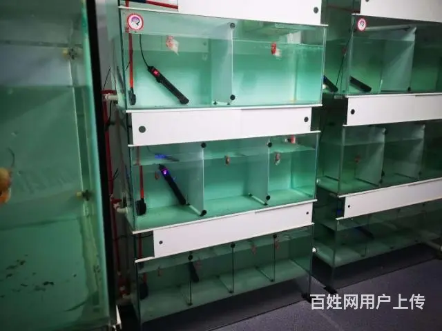 广州哪里有卖罗汉鱼 顺丰包邮包活，泰国一手货源 - 图片 7