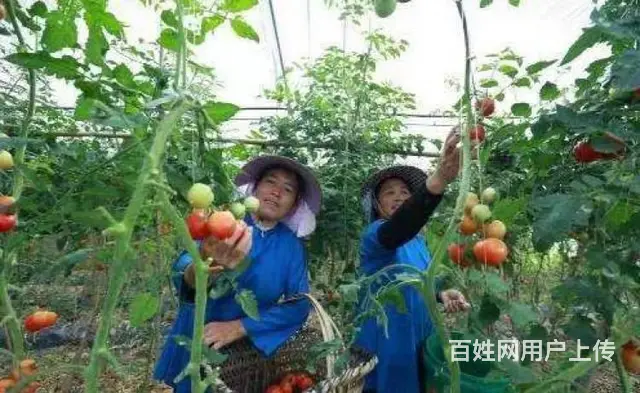 珠海出国劳务招新西兰种植工养殖工包装工 - 图片 11