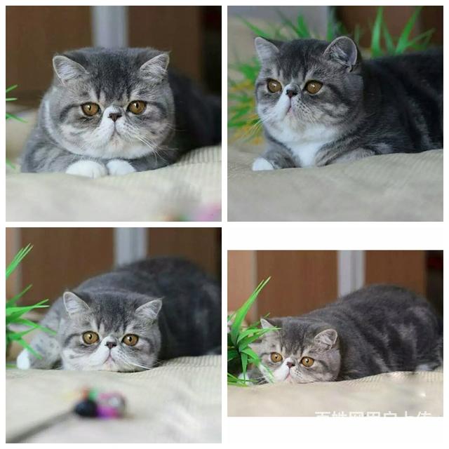 阿拉善附近哪里有加菲猫卖◆猫场常年卖纯种加菲猫的图片