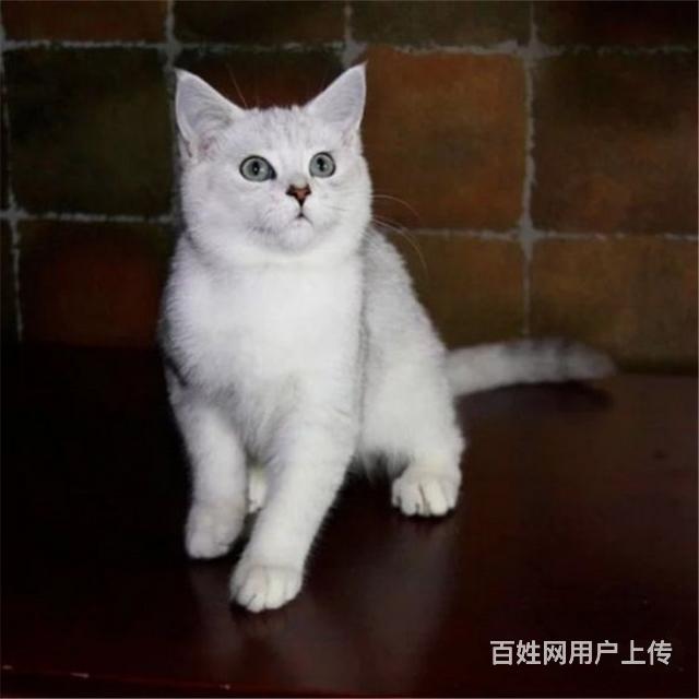 六盘水附近哪里有银渐层卖◆猫场常年卖纯种银渐层的图片