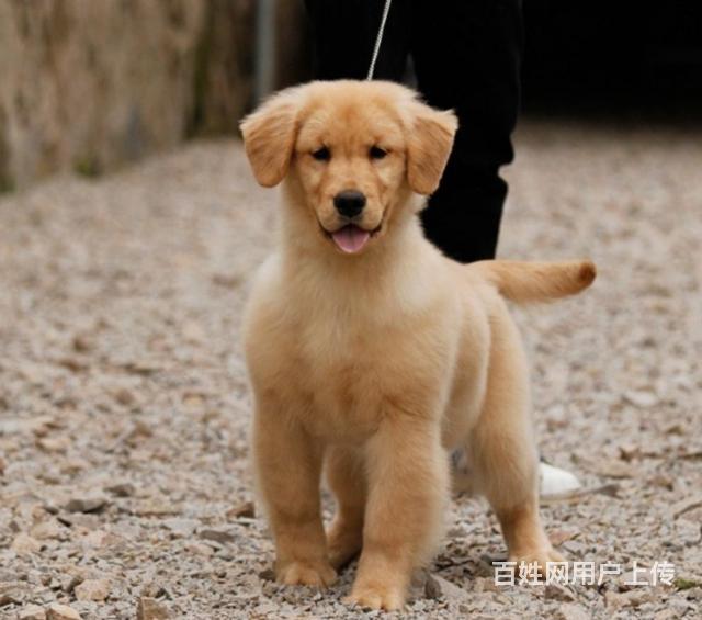 純種大骨架金毛幼犬家養金毛包純種包健康