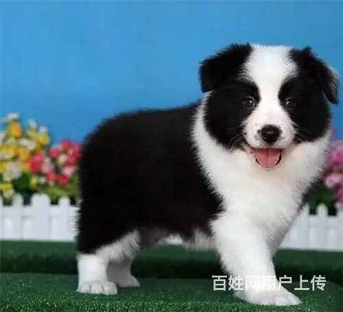 纯种边境牧羊犬哪里可以买到、边境牧羊犬幼犬多少钱一 - 图片 5