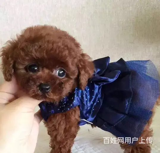 纯种泰迪熊 保纯种、保健康、签协议质保 - 图片 1