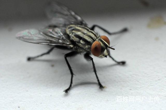 温州市瓯海区高翔灭蚊蝇怎么办多少钱