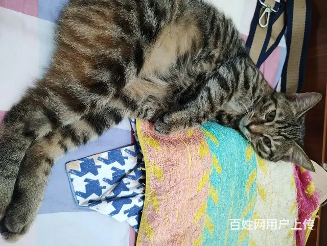 小狸花猫母免费赠送 - 图片 3