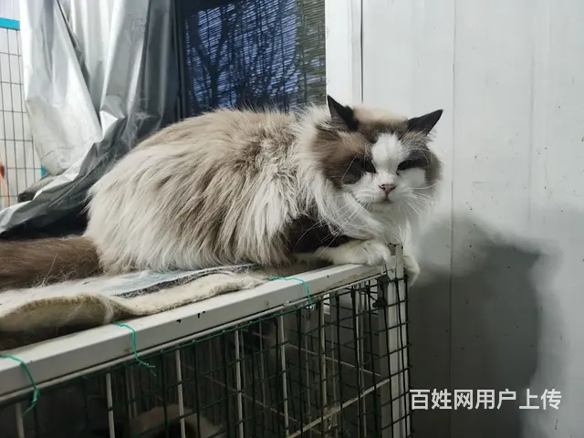 一群来自澳大利亚纯种布偶猫咪的后代转让中 - 图片 12