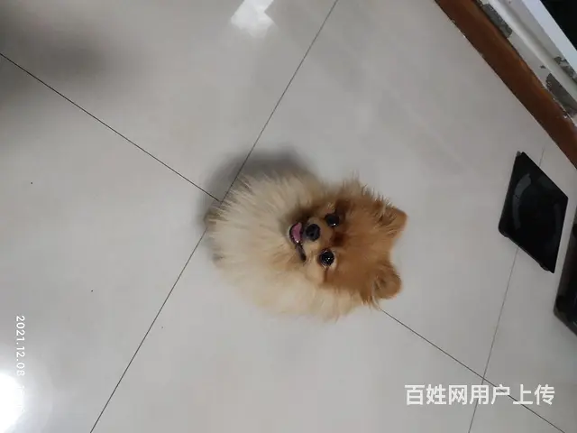 博美 - 图片 5
