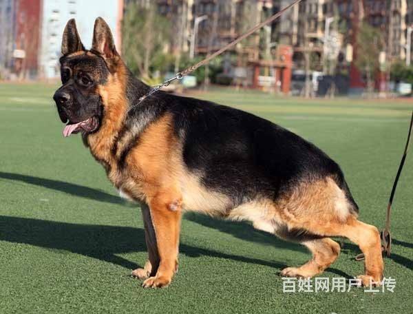 錘系德國牧羊犬 純種德牧出售 德牧犬舍的圖片