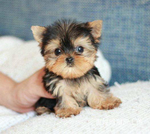 纯种约克夏幼犬 赛级品相 保健康的图片