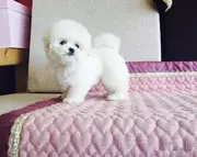 小体比熊犬 保纯种、保健康、签协议 终身质保可刷卡