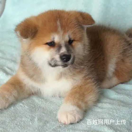 广州买狗首选推荐 正规犬舍 纯种秋田犬多只待售 - 图片 5
