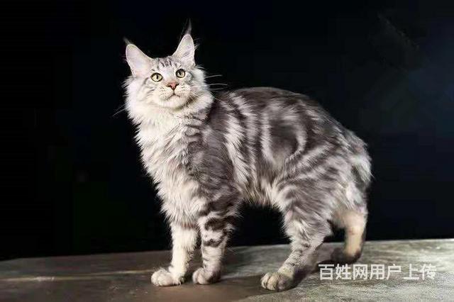 唐山猫中之王,体型最大的猫咪,帅气健康缅因猫