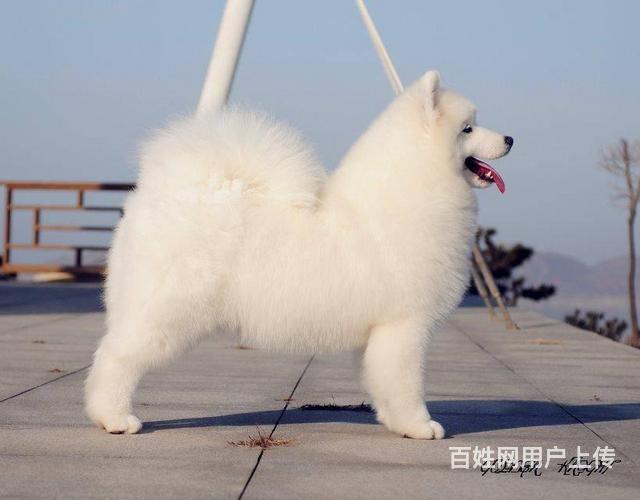 微笑天使 熊版萨摩耶雪橇犬 自家繁殖双眼皮萨摩的图片