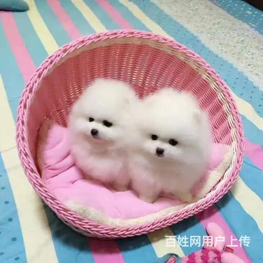 纯种赛级博美幼犬、包健康现场检测、不纯全额退款 - 图片 7
