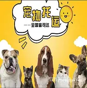 开封宠物托运平台