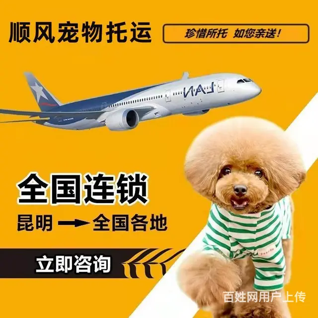 阿坝宠物托运（猫狗）邮寄速运空运 （2023今日 推荐运输） - 图片 2