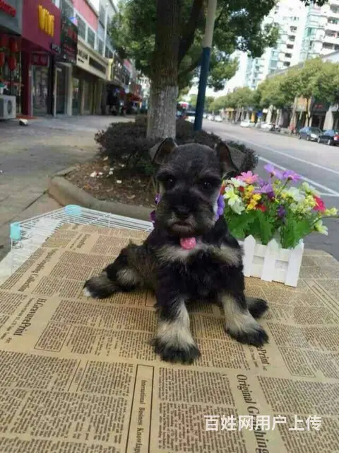 广州买狗 广州宠物狗 广州纯种迷你雪纳瑞幼犬哪有卖 - 图片 2