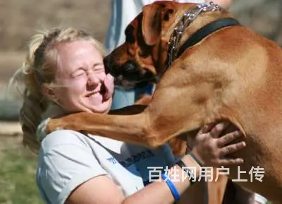 常州狗狗培训，狗狗随地大小便怎么办 - 图片 4