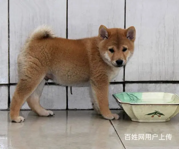 北京哪里有卖柴犬的 纯种日本柴犬多少钱一只 - 图片 4