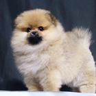 嘉峪关哪里有博美犬 博美犬多少钱 博美犬图片
