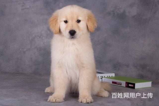 北京金毛犬多少錢一隻 純種金毛幼犬 全國直銷的圖片