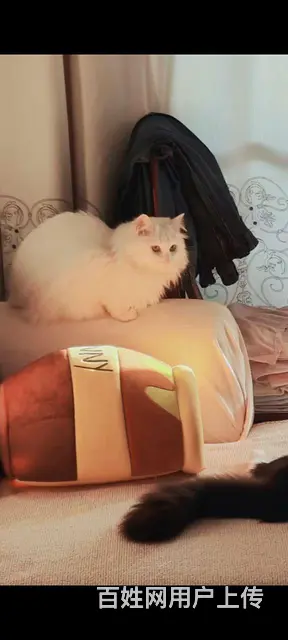 【搞定了！】健康猫咪粘人狮子猫 - 图片 5