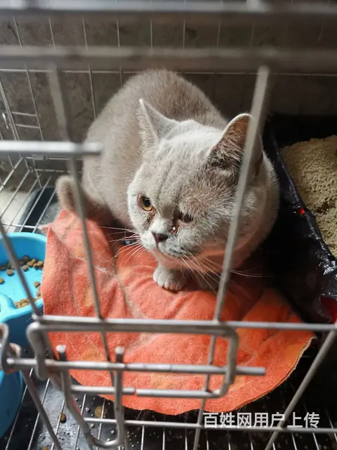自家爱猫，忍痛割爱， - 图片 2
