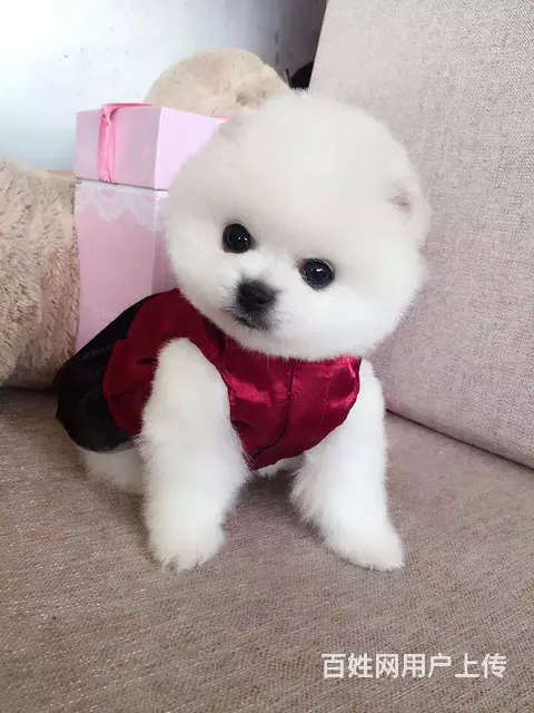 广州正规狗场 广州哪里有卖博美俊介犬 包纯种健康 - 图片 2