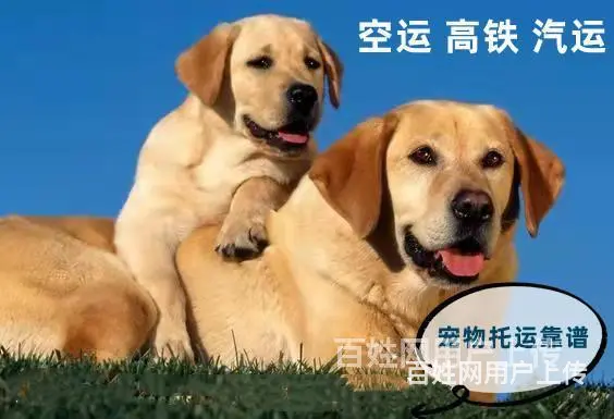 余庆县 宠物托运（猫狗兔柴犬）邮寄快递2022（宠物活体运输 - 图片 4
