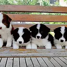 吕梁边牧繁殖场 边牧犬舍联系方式