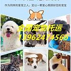 新消息（浮梁宠物托运{猫咪狗狗}活体快递邮寄高效率/今日/热