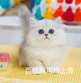 哪里有卖拿破仑的多少钱 矮脚猫长毛猫包纯种健康 - 图片 2