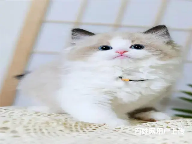 常州猫舍布偶猫多少钱一只哪里有本地买蓝双色布偶猫 - 图片 4