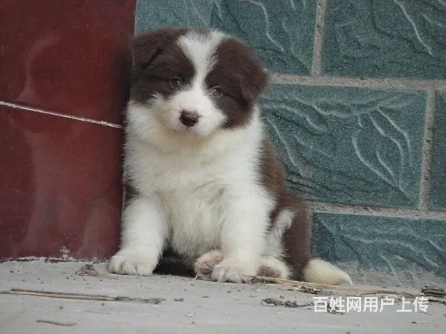 边境牧羊犬 黑白色边牧价格 纯种边牧犬多少钱 - 图片 1