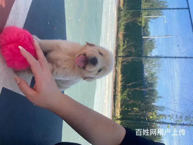血统金毛 - 图片 9