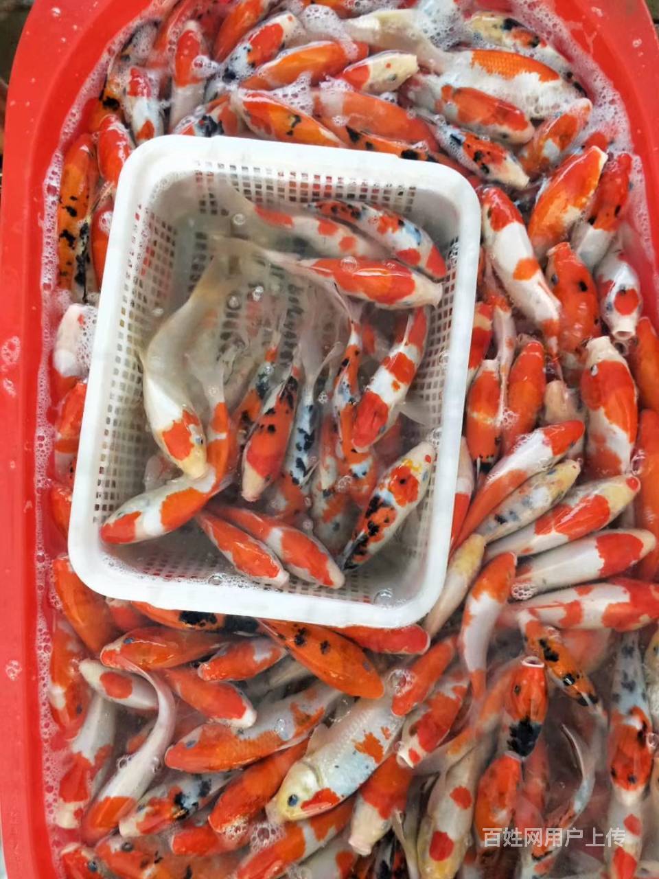 闵行卖锦鲤鱼闵行卖观赏鱼闵行卖金鱼闵行卖热带鱼