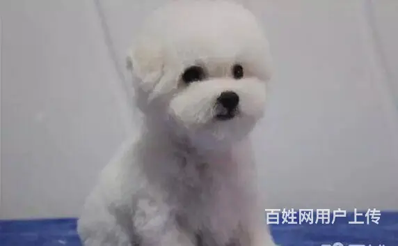 承德比熊多少钱一只 比熊价格 比熊怎么卖 保健康 - 图片 9