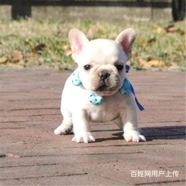 松原哪里买法斗纯血统◆法斗幼犬多少钱一只的图片