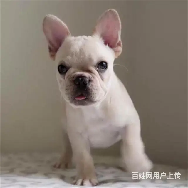 长春法斗养殖基地Ⅰ法斗繁殖基地 - 图片 3
