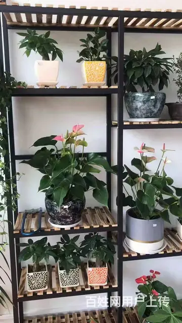 可整转！可空转！姜家寨广场景台大酒店对面35平花店转让 - 图片 2