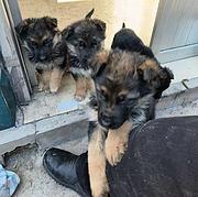 纯种德牧幼犬出售5